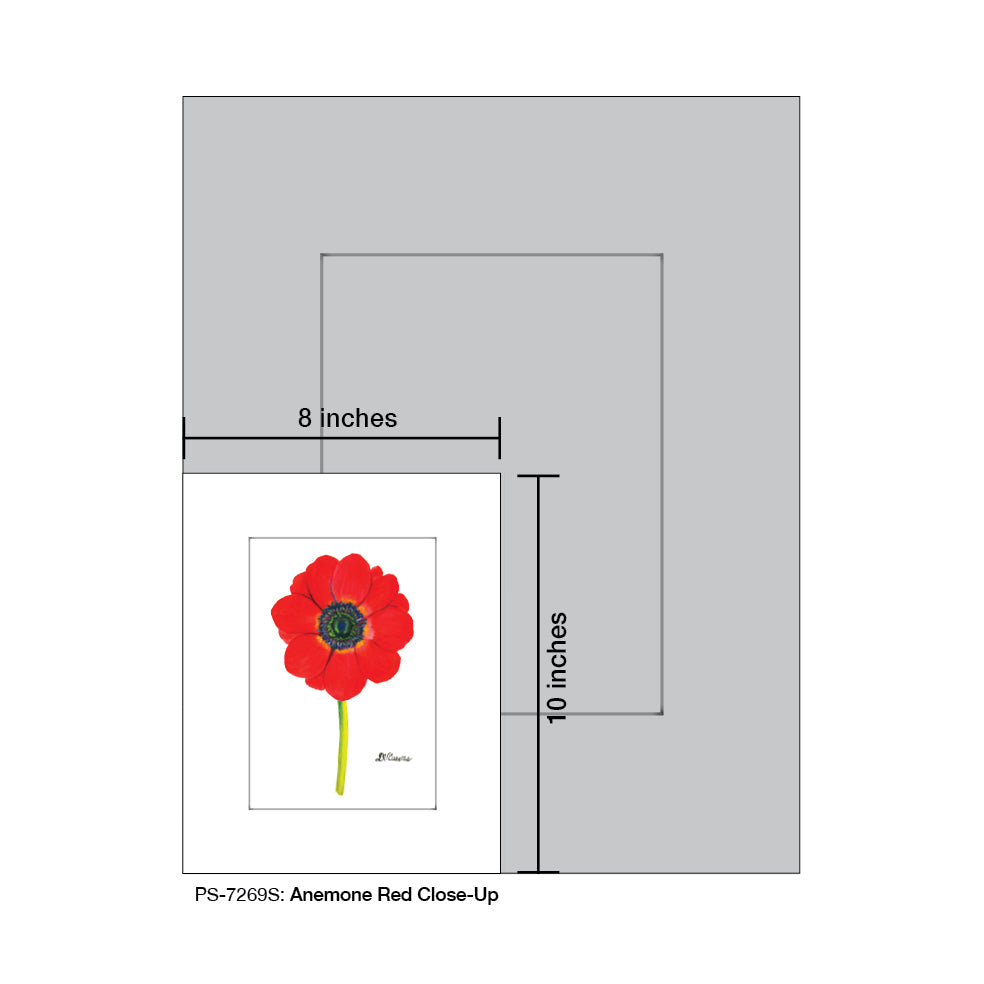 Anemone Red Close-Up, Print (#7269S) - Printed Canvas