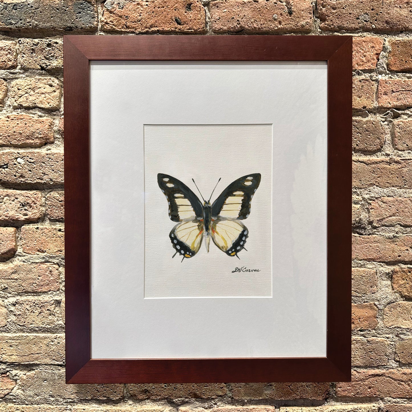 Charaxes Nobilis, Original - Printed Canvas