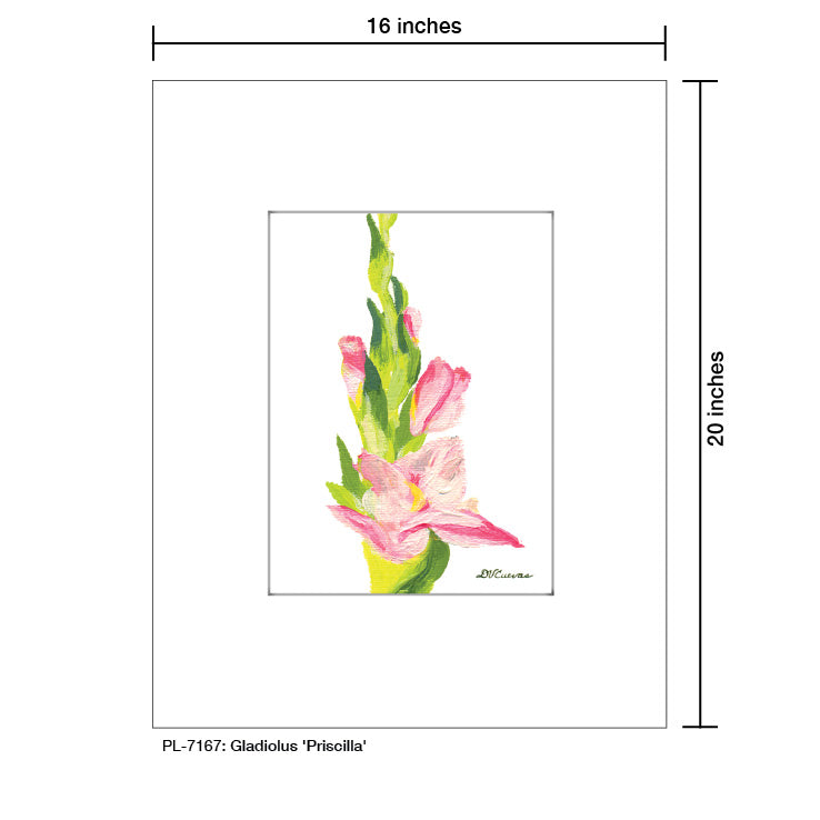 Gladiolus 'Priscilla', Print (#7167A), Printe Matted, www.printedcanvas.com