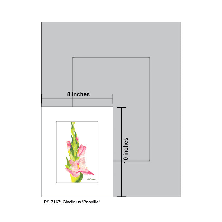 Gladiolus 'Priscilla', Print (#7167A), Print Matted, www.printedcanvas.com