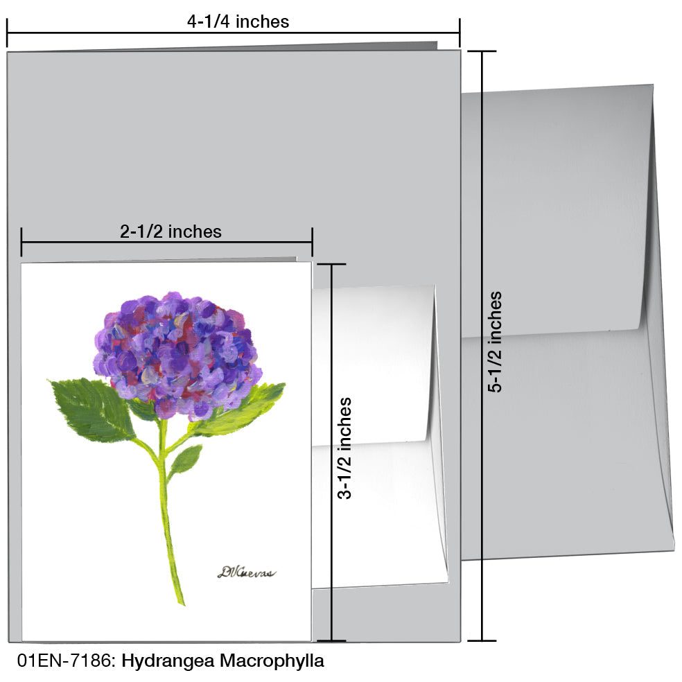 Hydrangea Macrophylla, Greeting Card (7186A), Enclosure, www.printedcanvas.com