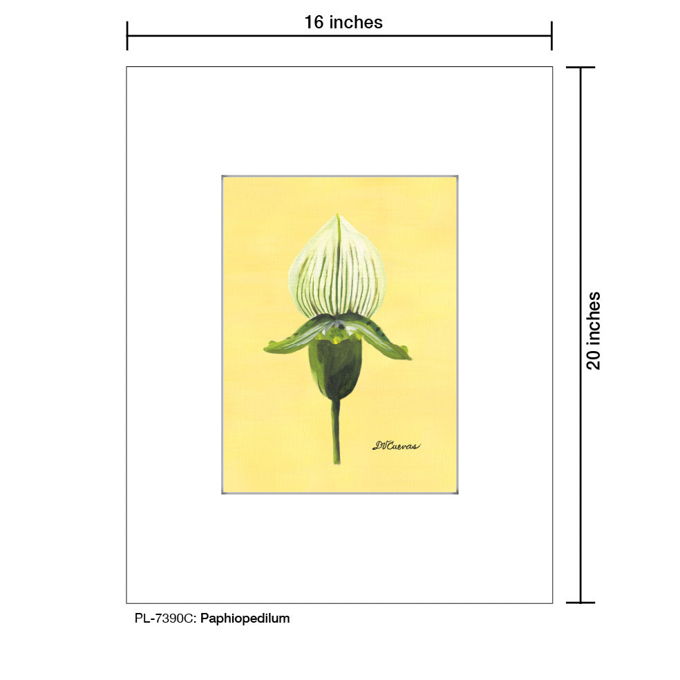 Paphiopedilum, Print (#7390C)