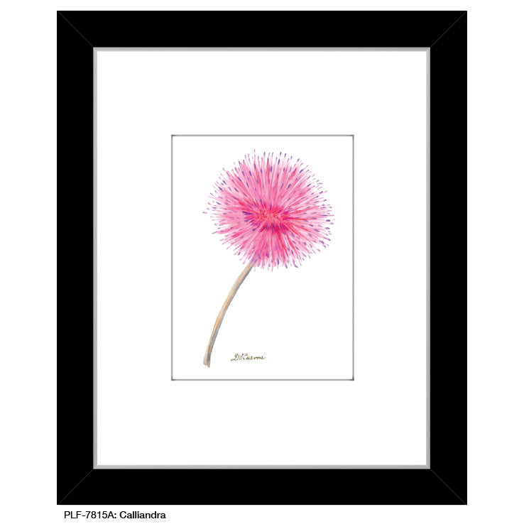 Calliandra, Print (#7815A)