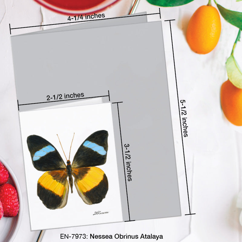 Nessea Obrinus Atalaya Butterfly, Greeting Card (7973B), Enclosure Card, www.printedcanvas.com