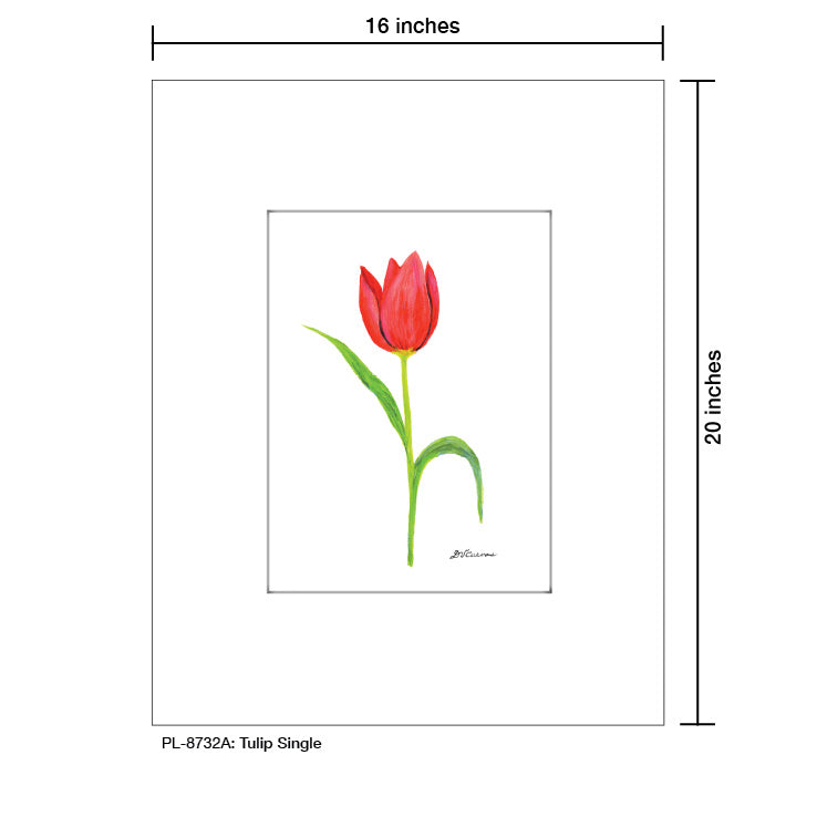 Tulip Single, Print (#8732A), Printe Matted, www.printedcanvas.com