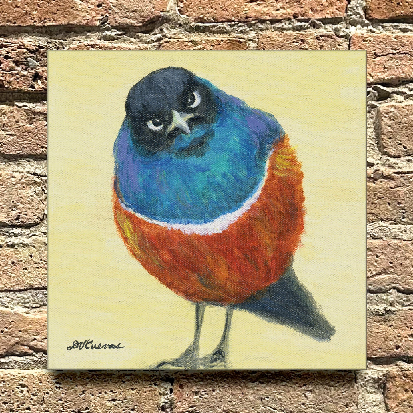 Superb Starling Bird, Original