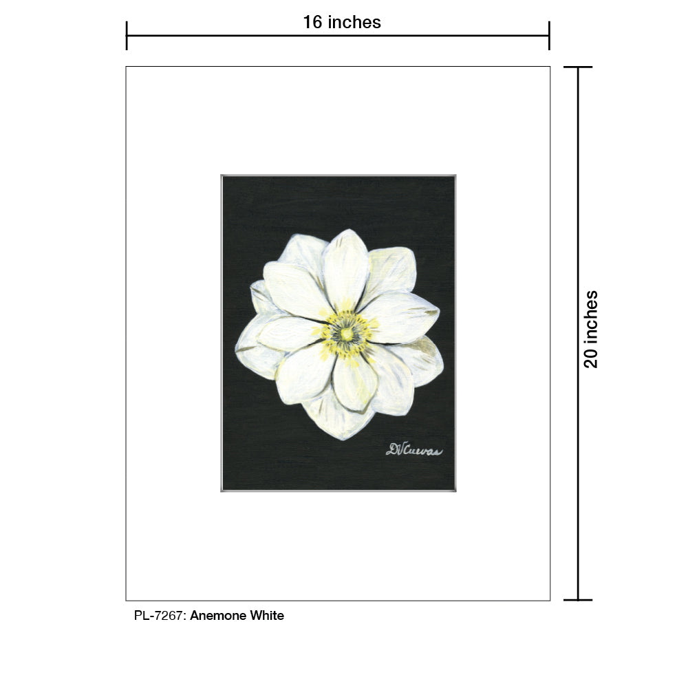 Anemone White, Print (#7267A), Printe Matted, www.printedcanvas.com