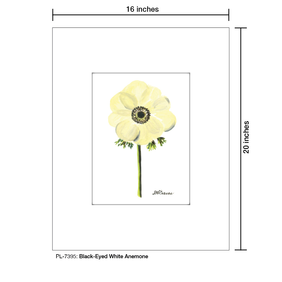 Black-Eyed White Anemone, Print (#7395D), Printe Matted, www.printedcanvas.com