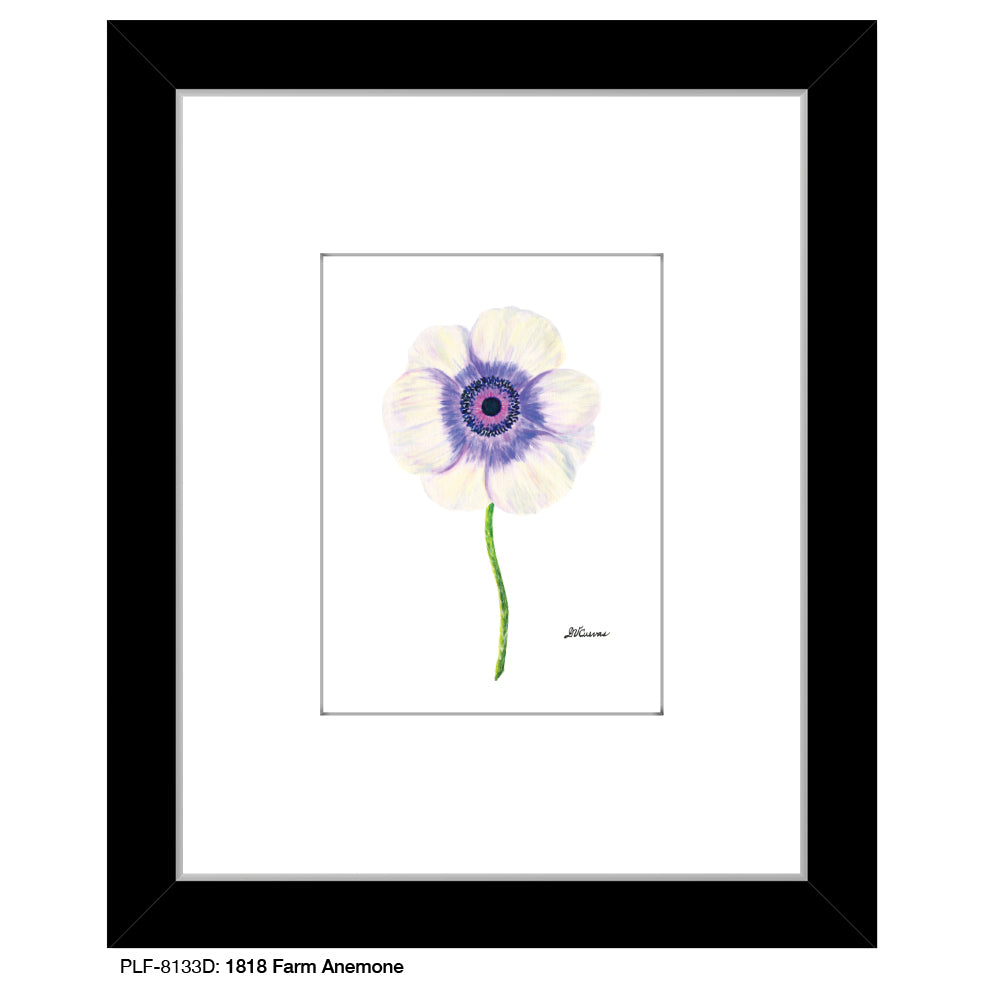 1818 Farm Anemone, Print (#8133D), Print Matted, www.printedcanvas.com