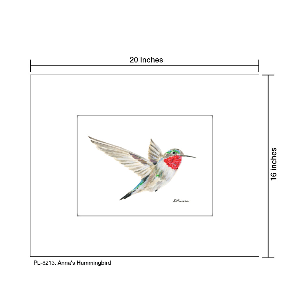 Anna's Hummingbird, Print (#8213) - Printed Canvas