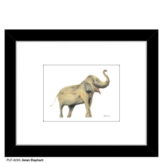Asian Elephant, Print (#8226A), Print Matted, www.printedcanvas.com