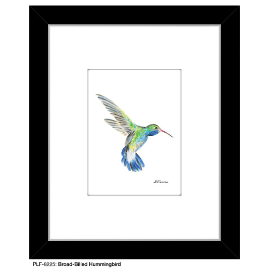 Broad-Billed Hummingbird, Print (#8225G), Print Matted, www.printedcanvas.com