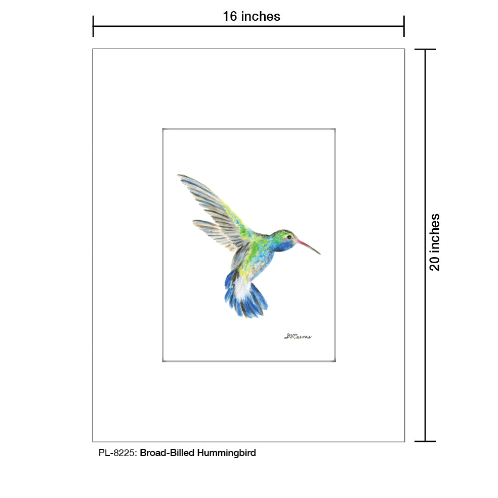 Broad-Billed Hummingbird, Print (#8225G), Printe Matted, www.printedcanvas.com