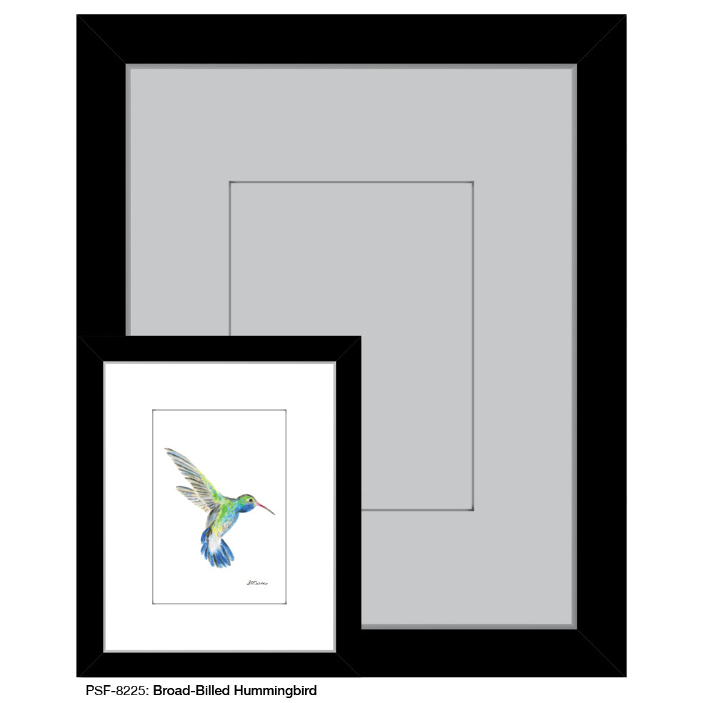 Broad-Billed Hummingbird, Print (#8225G), Print Matted, www.printedcanvas.com