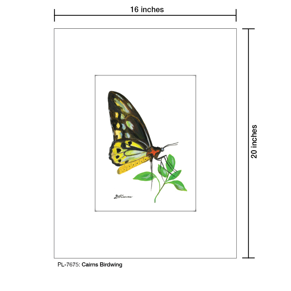Cairns Birdwing, Print (#7675E), Printe Matted, www.printedcanvas.com