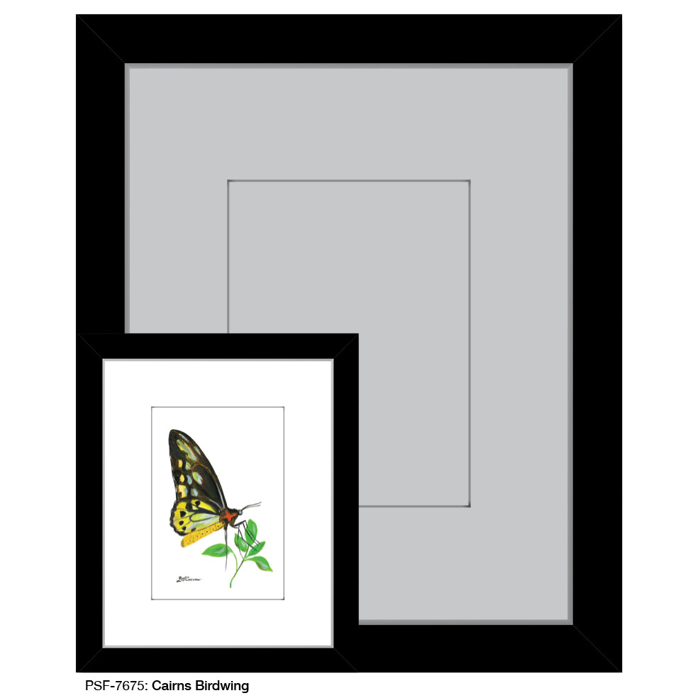 Cairns Birdwing, Print (#7675E), Print Matted, www.printedcanvas.com