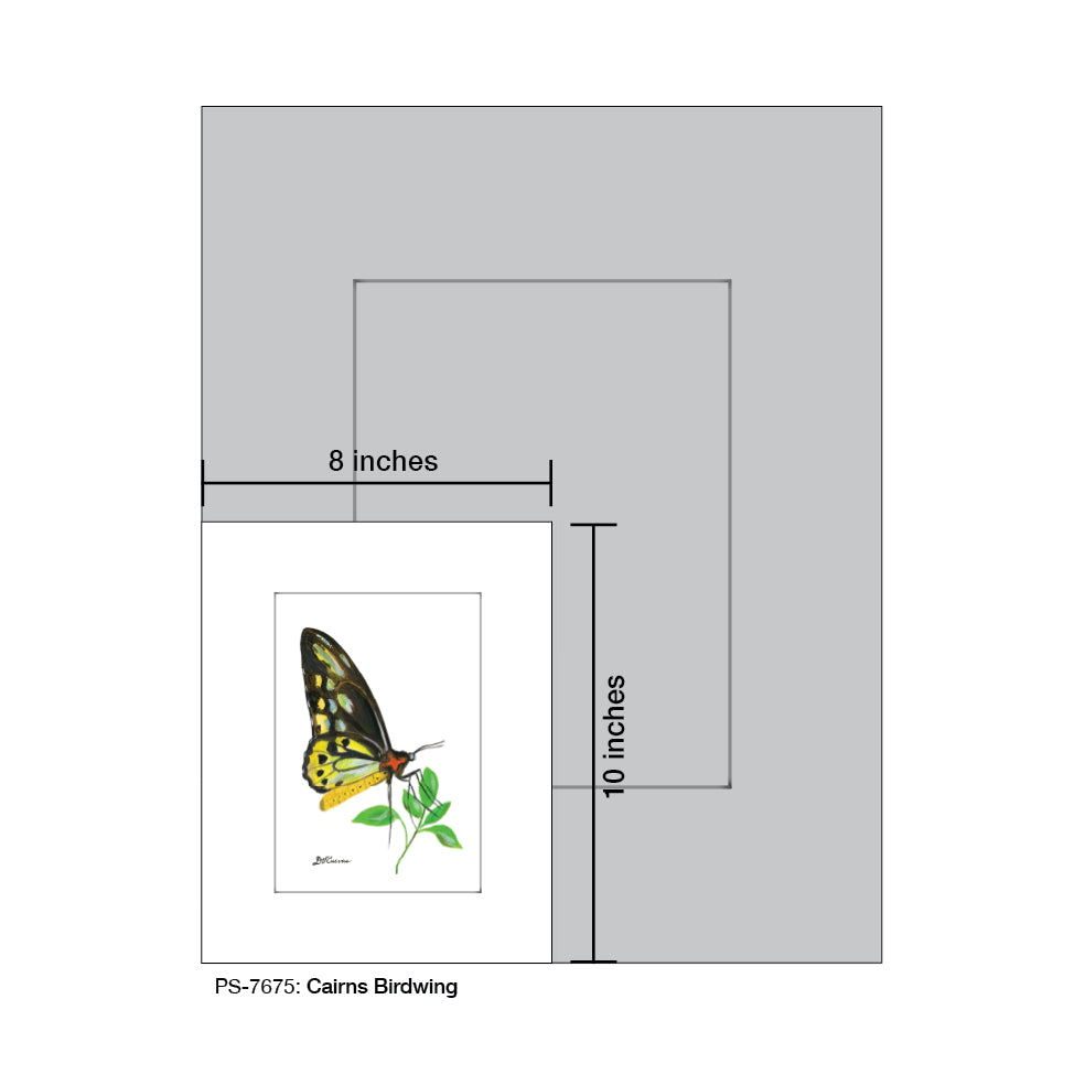 Cairns Birdwing, Print (#7675E), Print Matted, www.printedcanvas.com