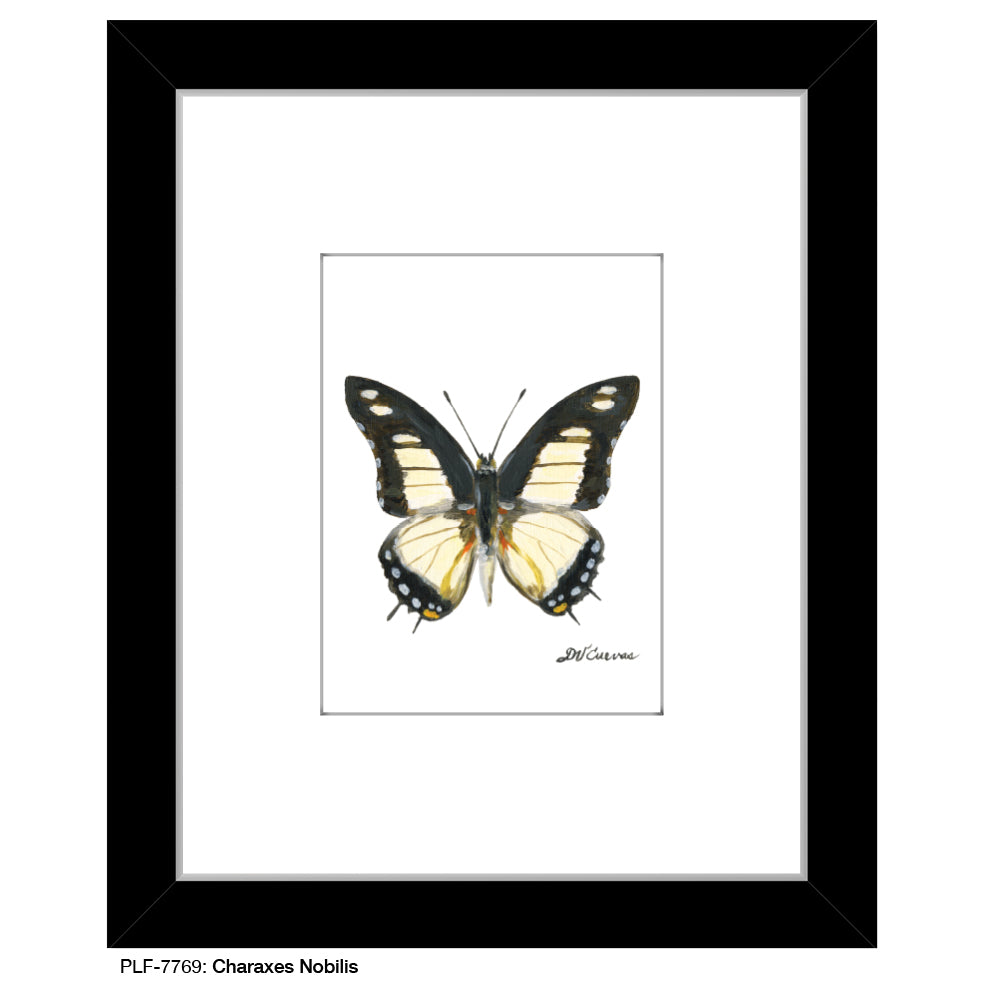 Charaxes Nobilis, Print (#7769B), Print Matted, www.printedcanvas.com