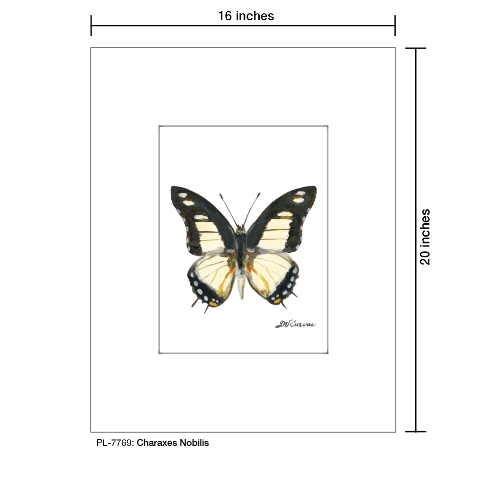 Charaxes Nobilis, Print (#7769B), Printe Matted, www.printedcanvas.com