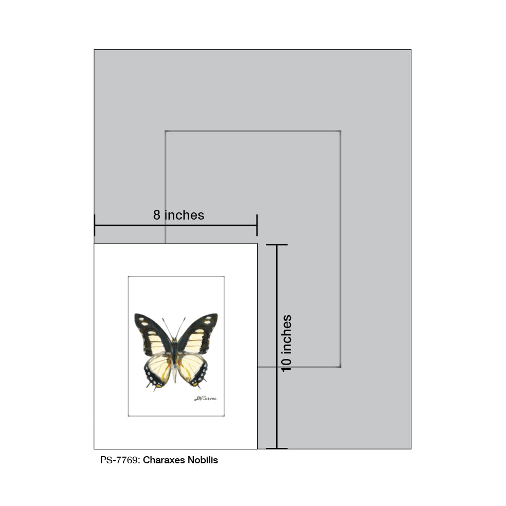Charaxes Nobilis, Print (#7769B), Print Matted, www.printedcanvas.com
