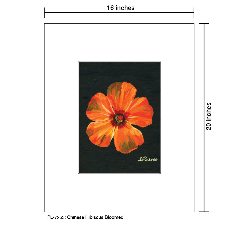 Chinese Hibiscus Bloomed, Print (#7263A), Printe Matted, www.printedcanvas.com