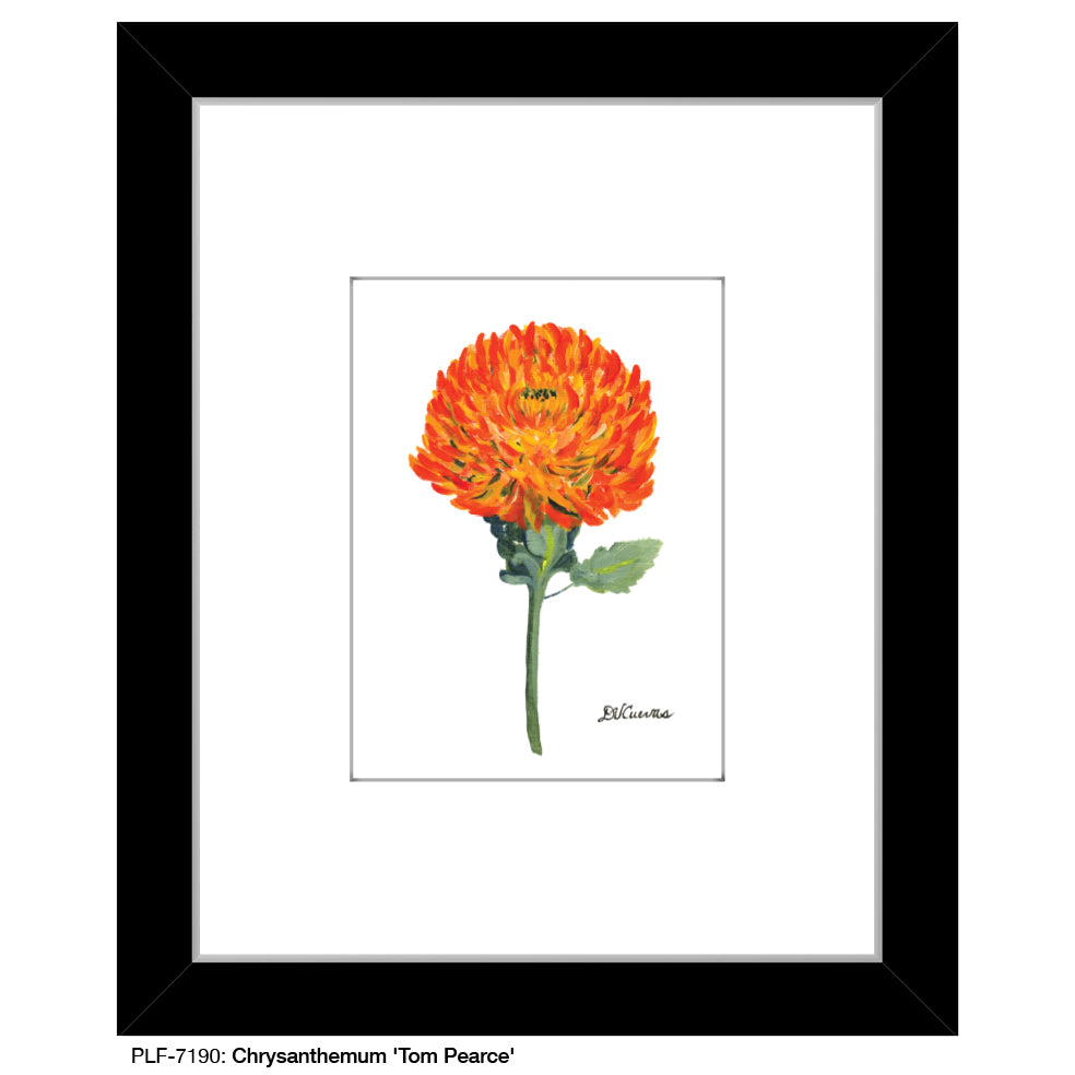 Chrysanthemum 'Tom Pearce', Print (#7190) - Printed Canvas