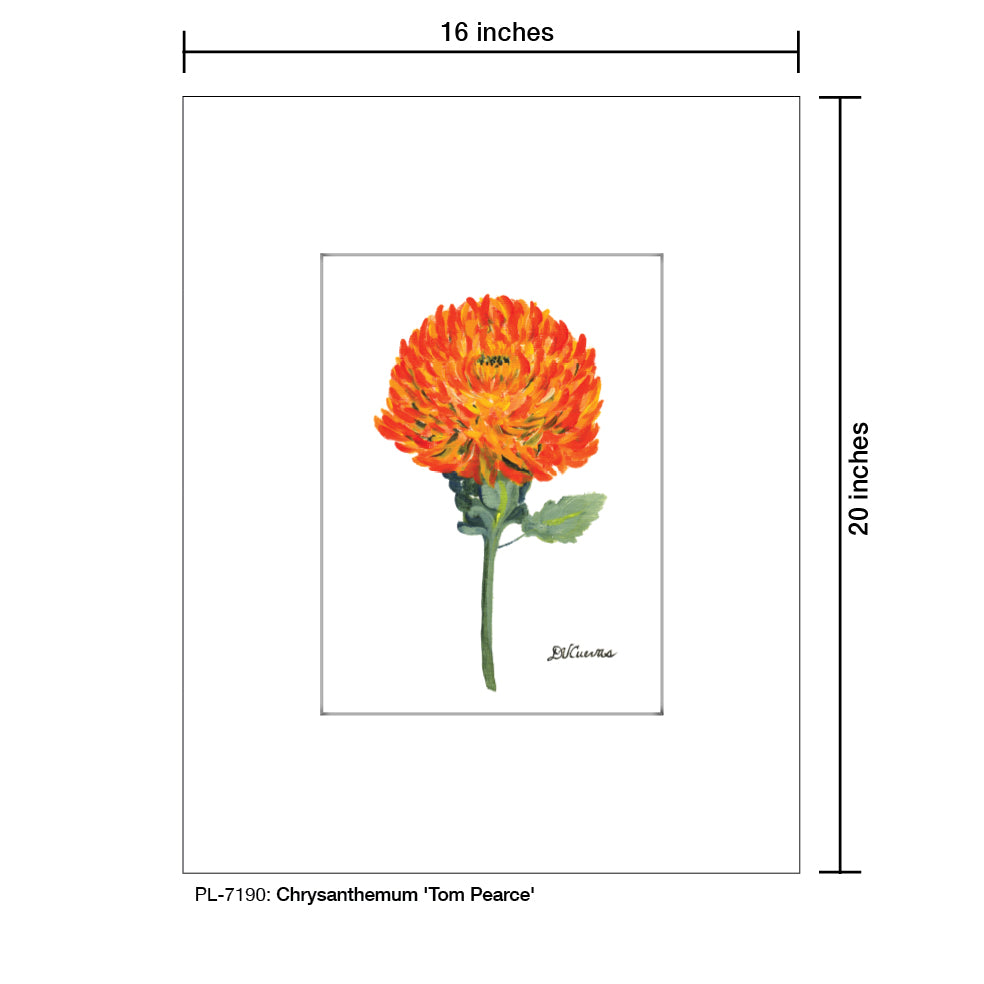 Chrysanthemum 'Tom Pearce', Print (#7190) - Printed Canvas
