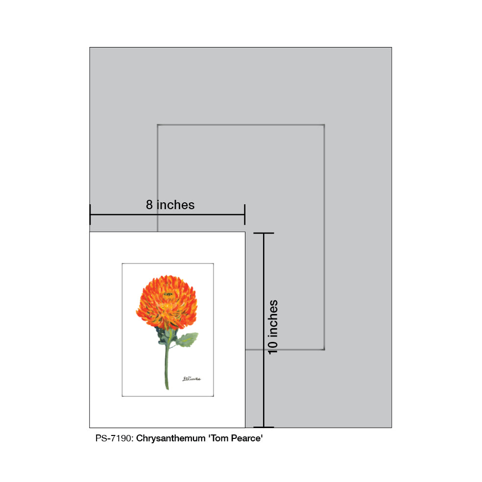 Chrysanthemum 'Tom Pearce', Print (#7190) - Printed Canvas