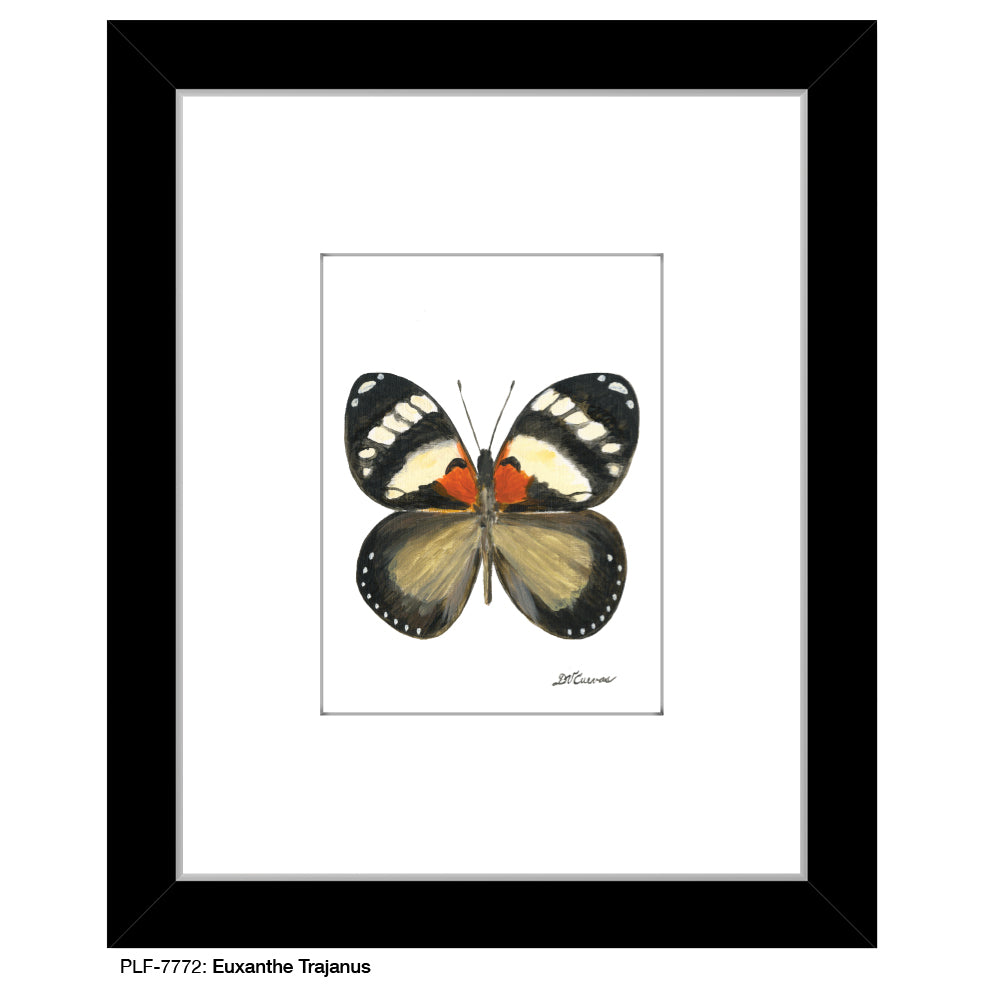Euxanthe Trajanus, Print (#7772) - Printed Canvas