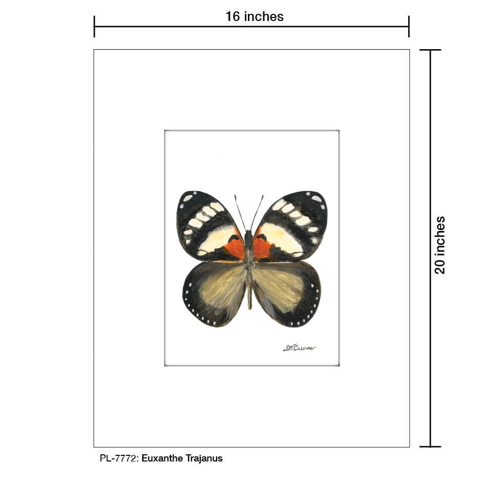 Euxanthe Trajanus, Print (#7772) - Printed Canvas
