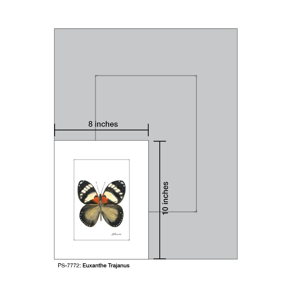 Euxanthe Trajanus, Print (#7772) - Printed Canvas