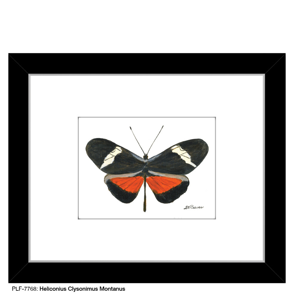 Heliconius Clysonimus Montanus, Print (#7768A), Print Matted, www.printedcanvas.com