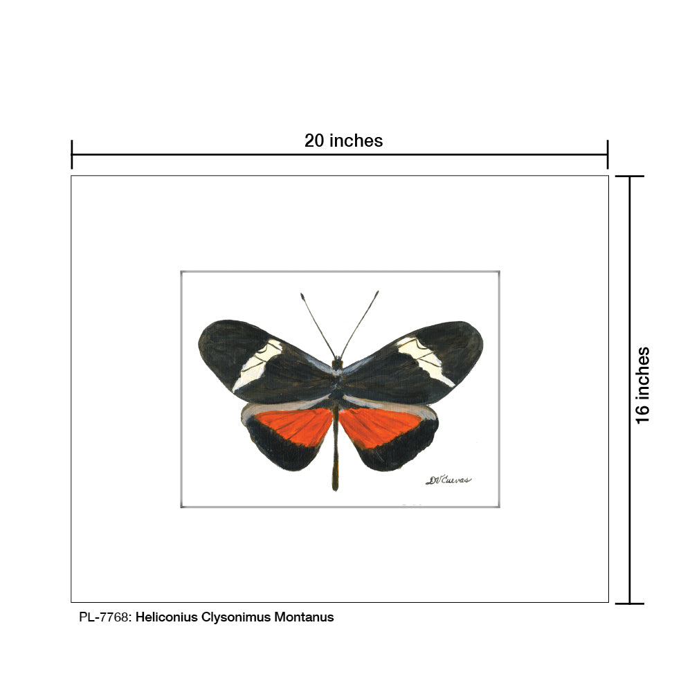 Heliconius Clysonimus Montanus, Print (#7768A), Printe Matted, www.printedcanvas.com