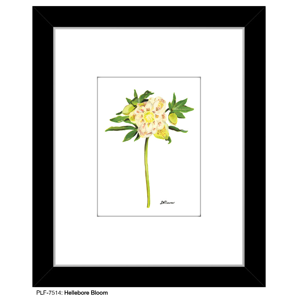 Hellebore Bloom, Print (#7514A), Print Matted, www.printedcanvas.com
