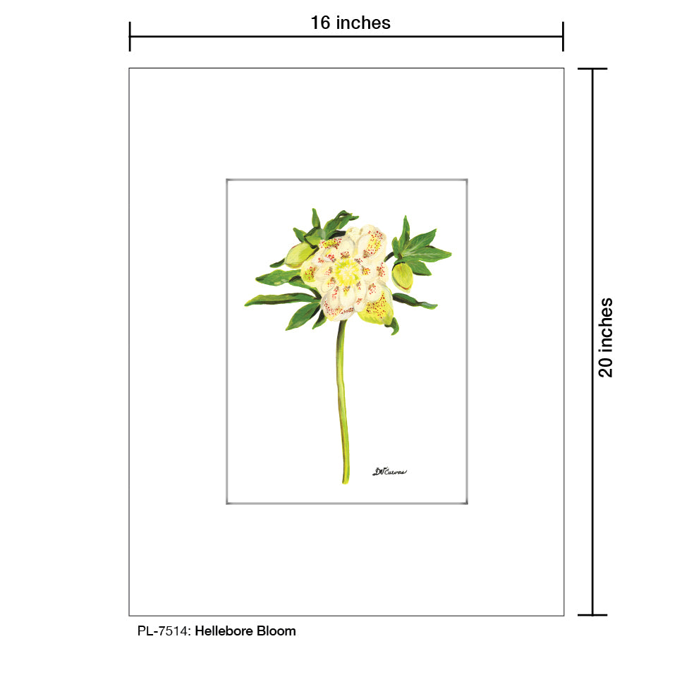 Hellebore Bloom, Print (#7514A), Printe Matted, www.printedcanvas.com
