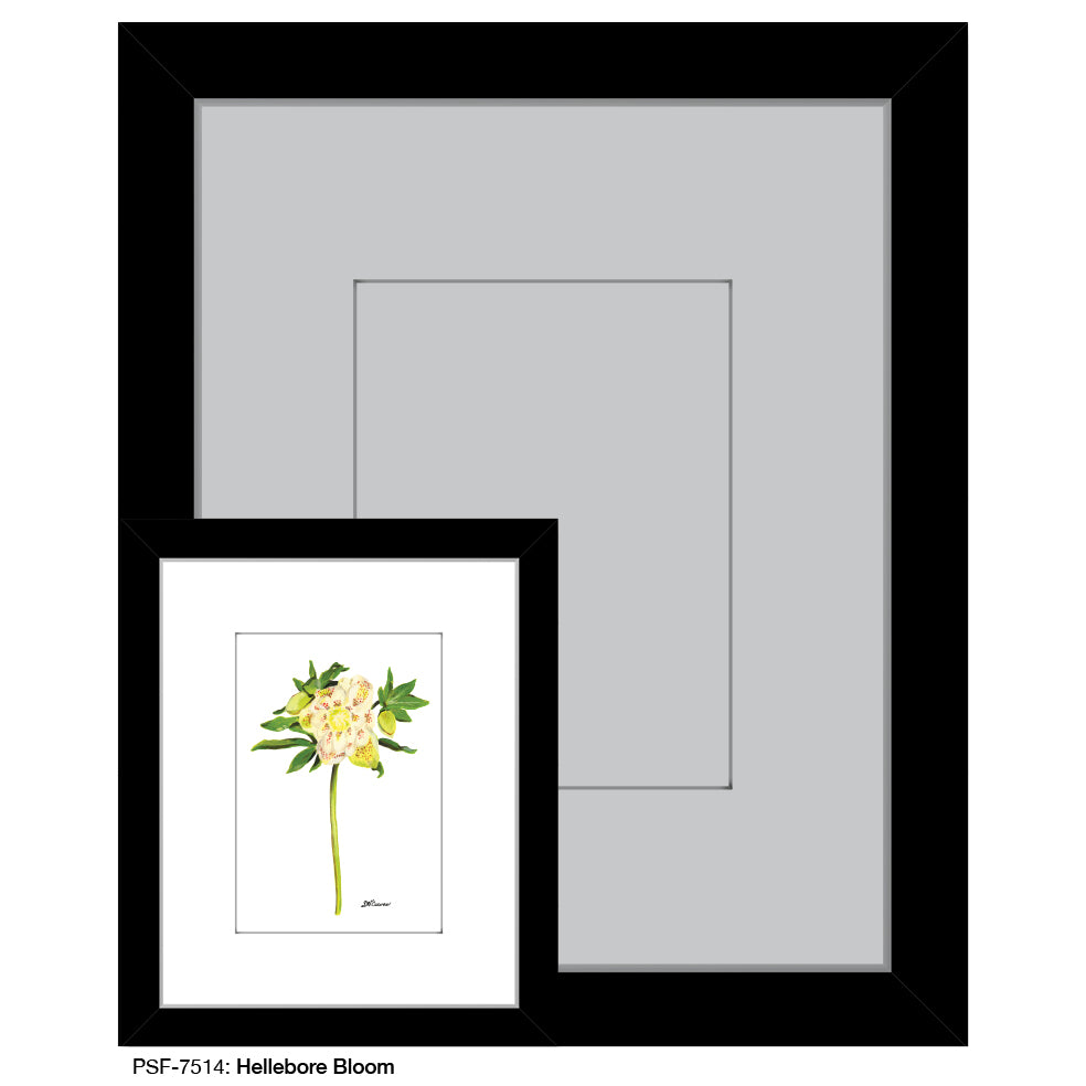 Hellebore Bloom, Print (#7514A), Print Matted, www.printedcanvas.com