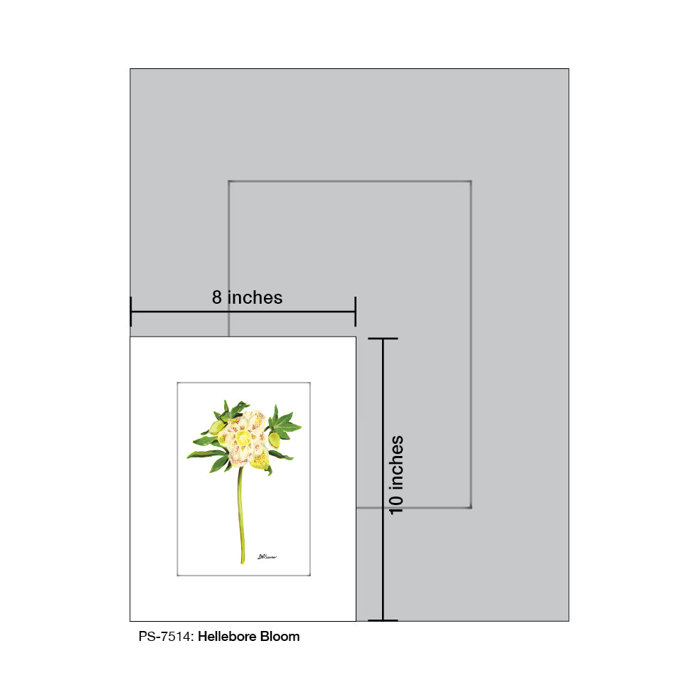 Hellebore Bloom, Print (#7514A), Print Matted, www.printedcanvas.com
