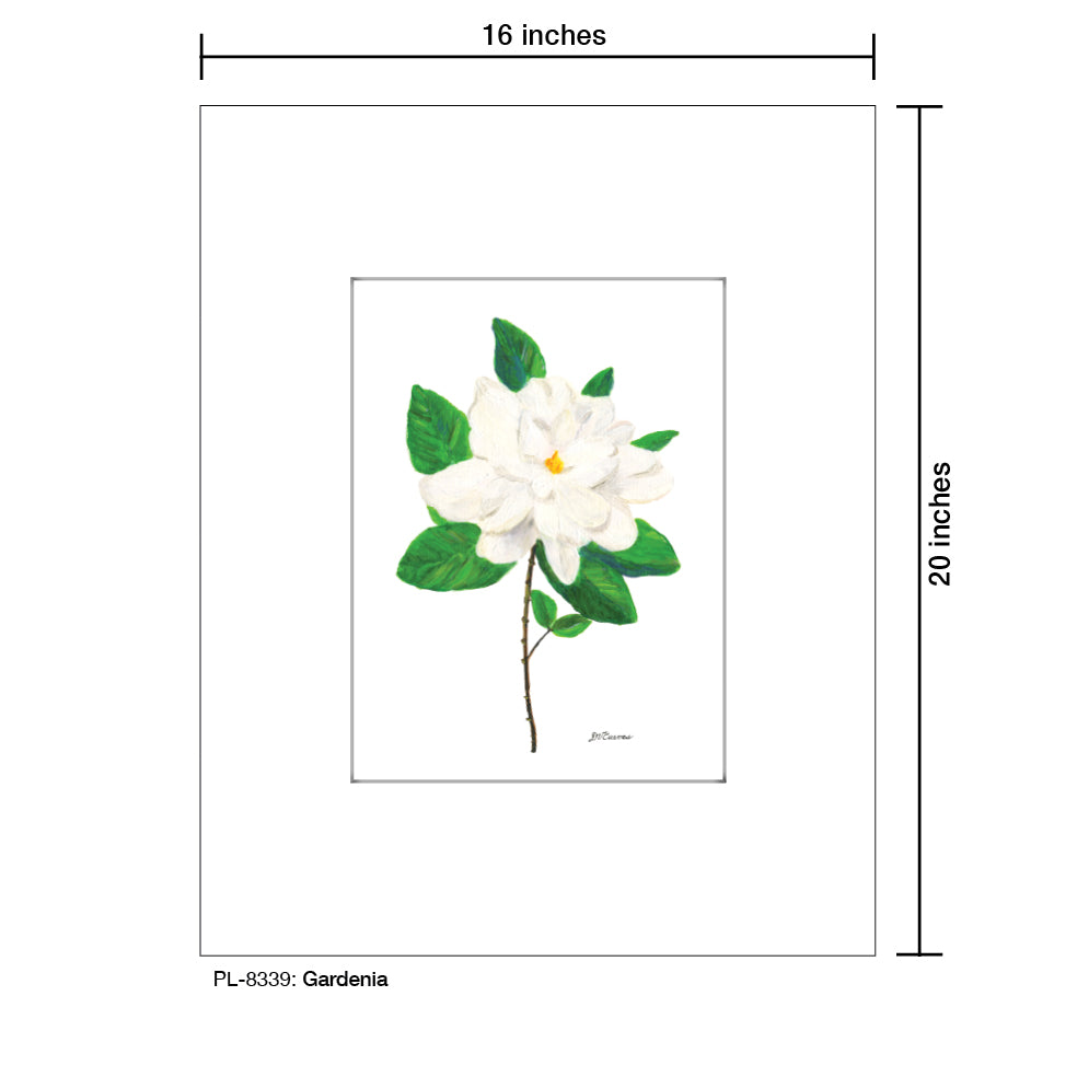 Gardenia, Print (#8339B), Printe Matted, www.printedcanvas.com