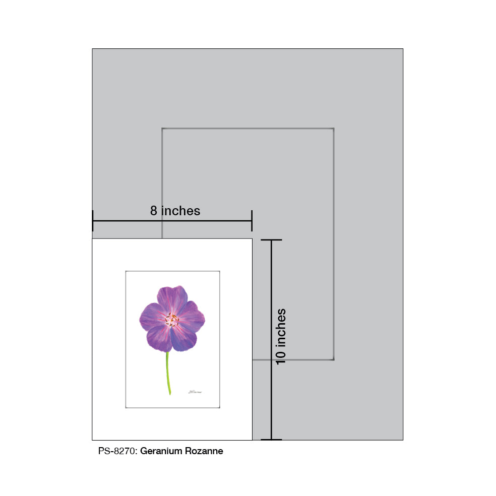 Geranium Rozanne, Print (#8270A), Print Matted, www.printedcanvas.com