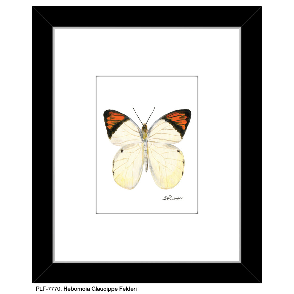 Hebomoia Glaucippe Felderi, Print (#7770B), Print Matted, www.printedcanvas.com