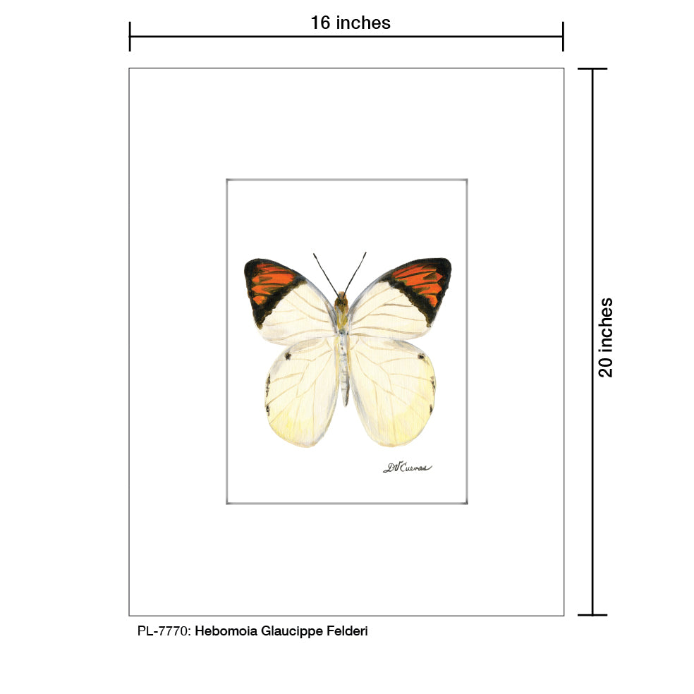 Hebomoia Glaucippe Felderi, Print (#7770B), Printe Matted, www.printedcanvas.com