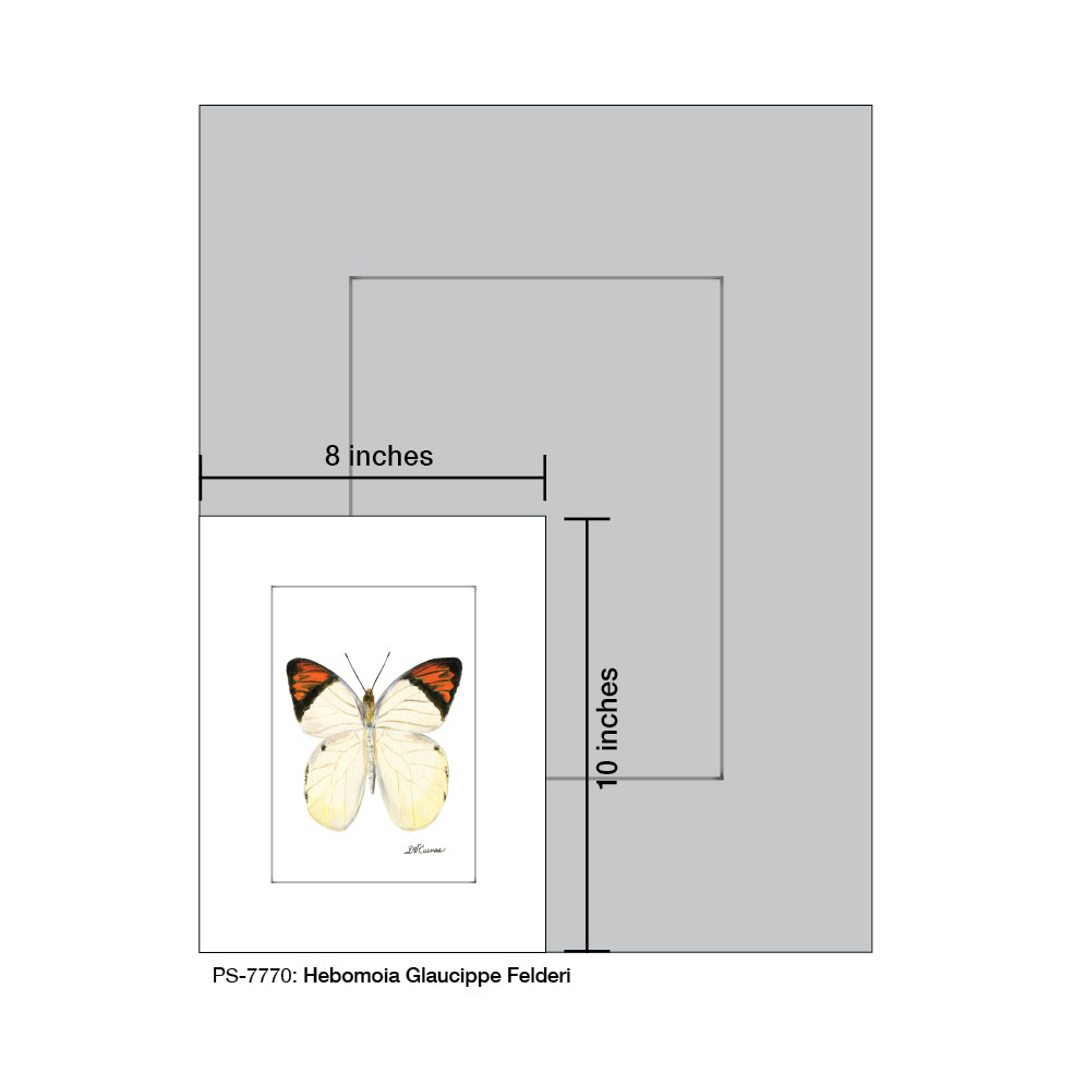 Hebomoia Glaucippe Felderi, Print (#7770B), Print Matted, www.printedcanvas.com