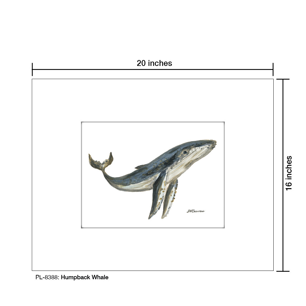 Humpback Whale, Print (#8388B), Printe Matted, www.printedcanvas.com