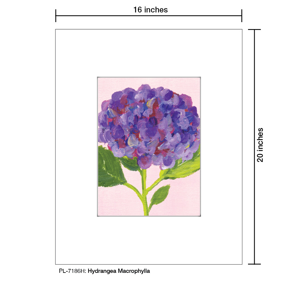 Hydrangea Macrophylla, Print (#7186H) - Printed Canvas