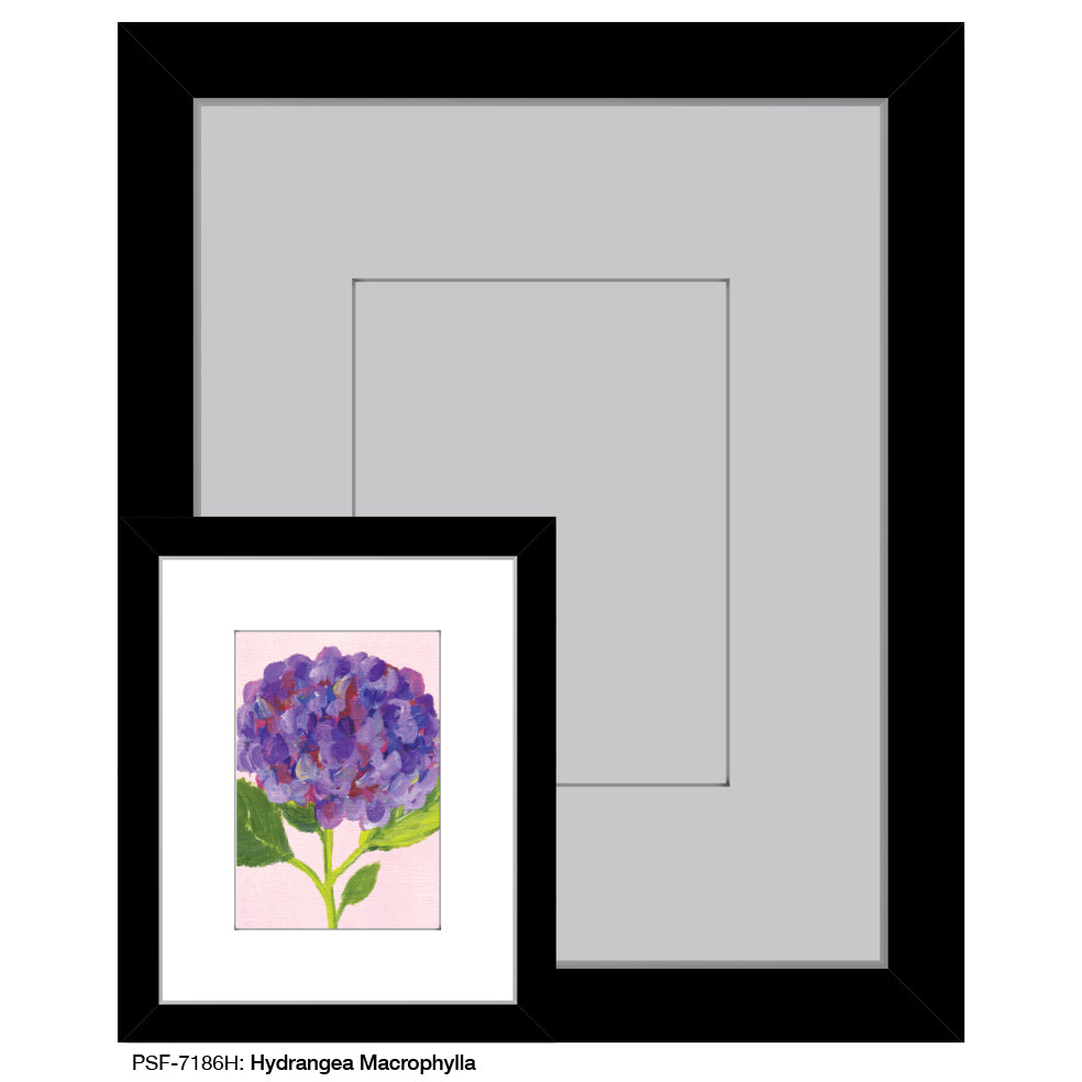 Hydrangea Macrophylla, Print (#7186H) - Printed Canvas