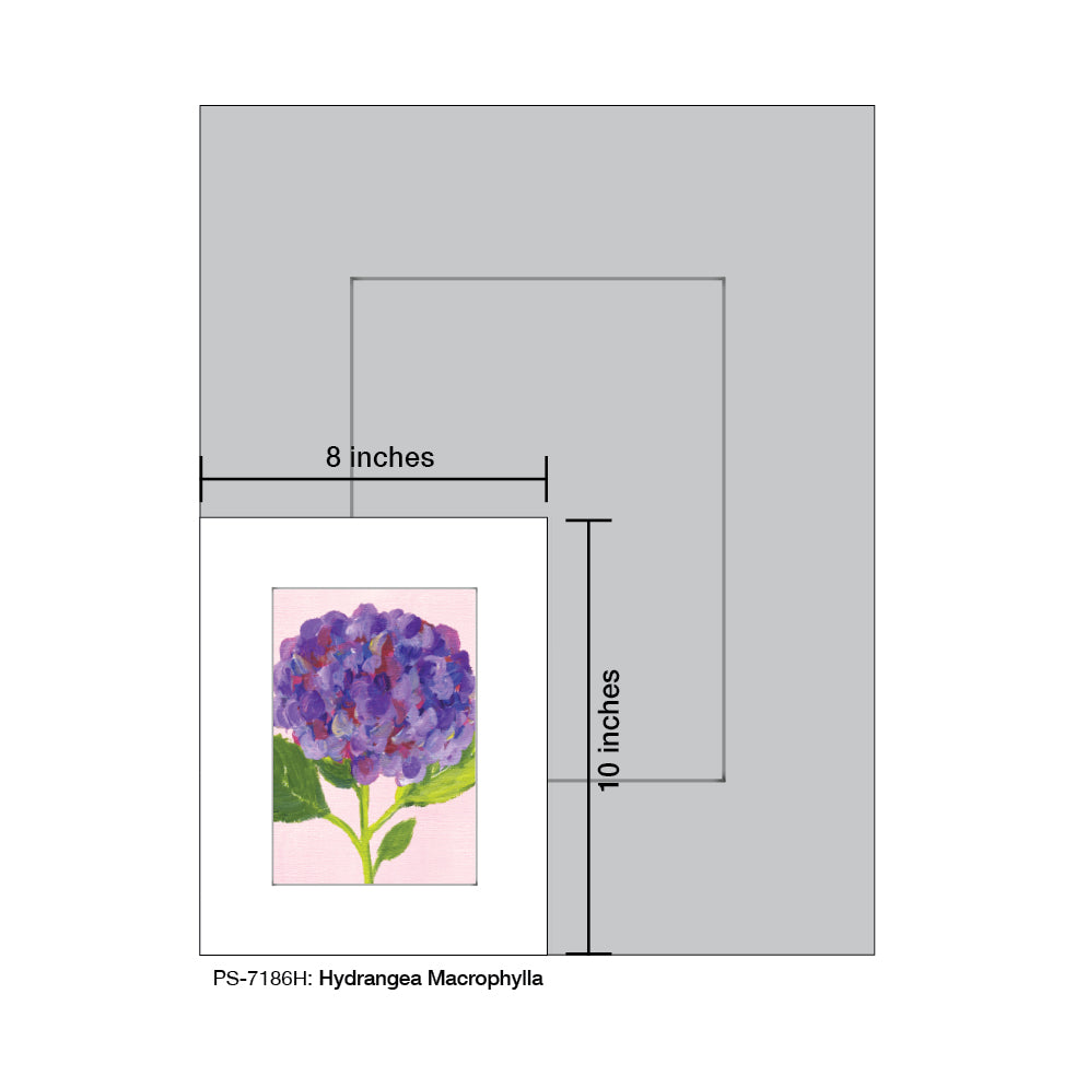 Hydrangea Macrophylla, Print (#7186H) - Printed Canvas