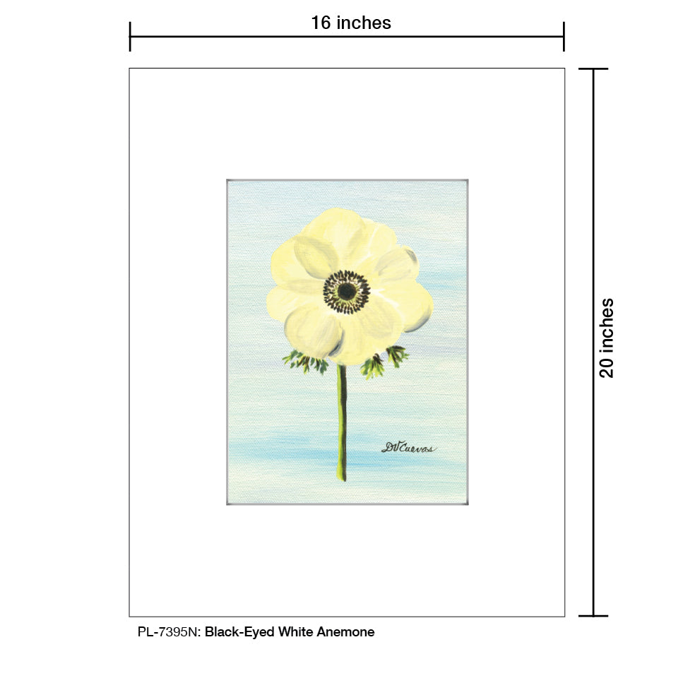 Black-Eyed White Anemone, Print (#7395N), Printe Matted, www.printedcanvas.com