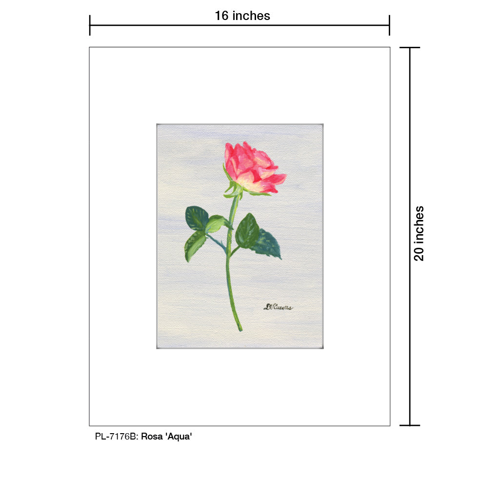 Rosa 'Aqua', Print (#7176B), Printe Matted, www.printedcanvas.com