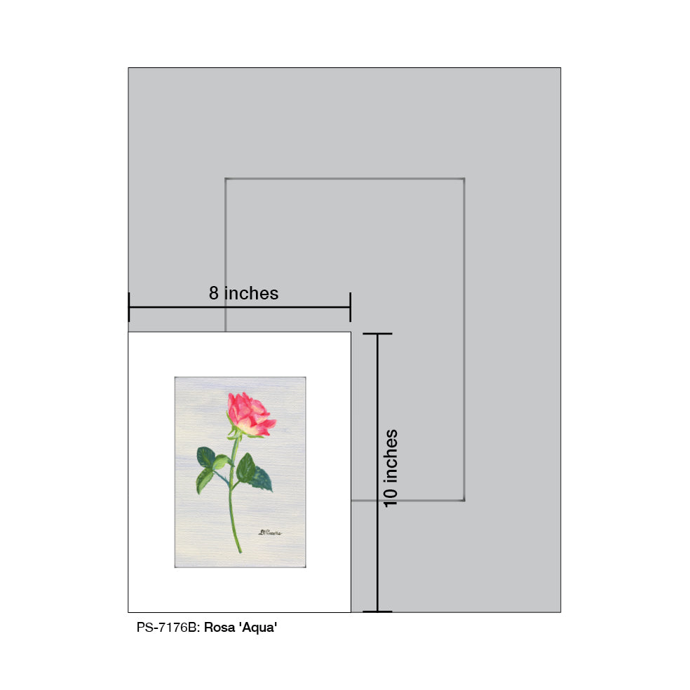 Rosa 'Aqua', Print (#7176B), Print Matted, www.printedcanvas.com