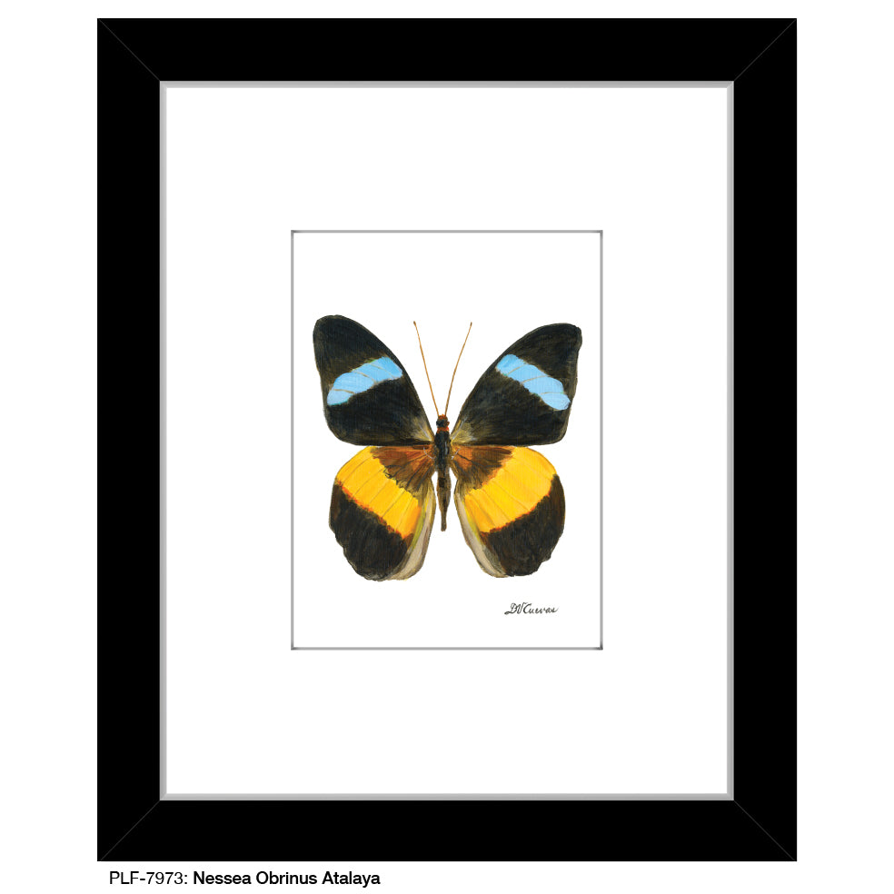 Nessea Obrinus Atalaya, Print (#7973B), Print Matted, www.printedcanvas.com